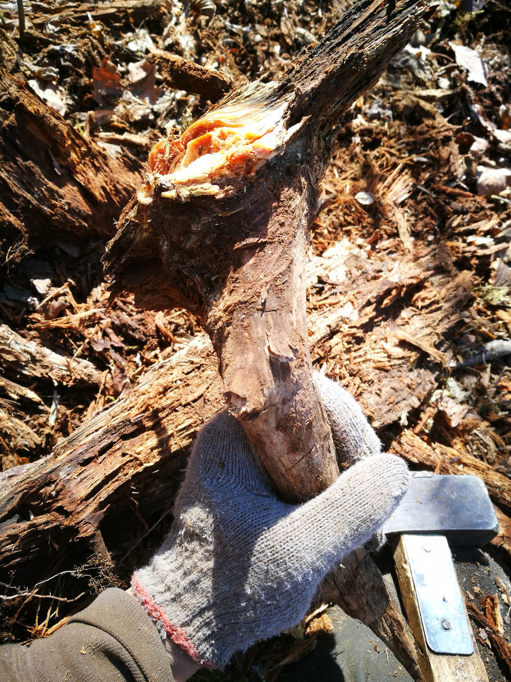 琥珀木松丁明丁手串 北沉香自然光下满油全透手串松明子手串松明