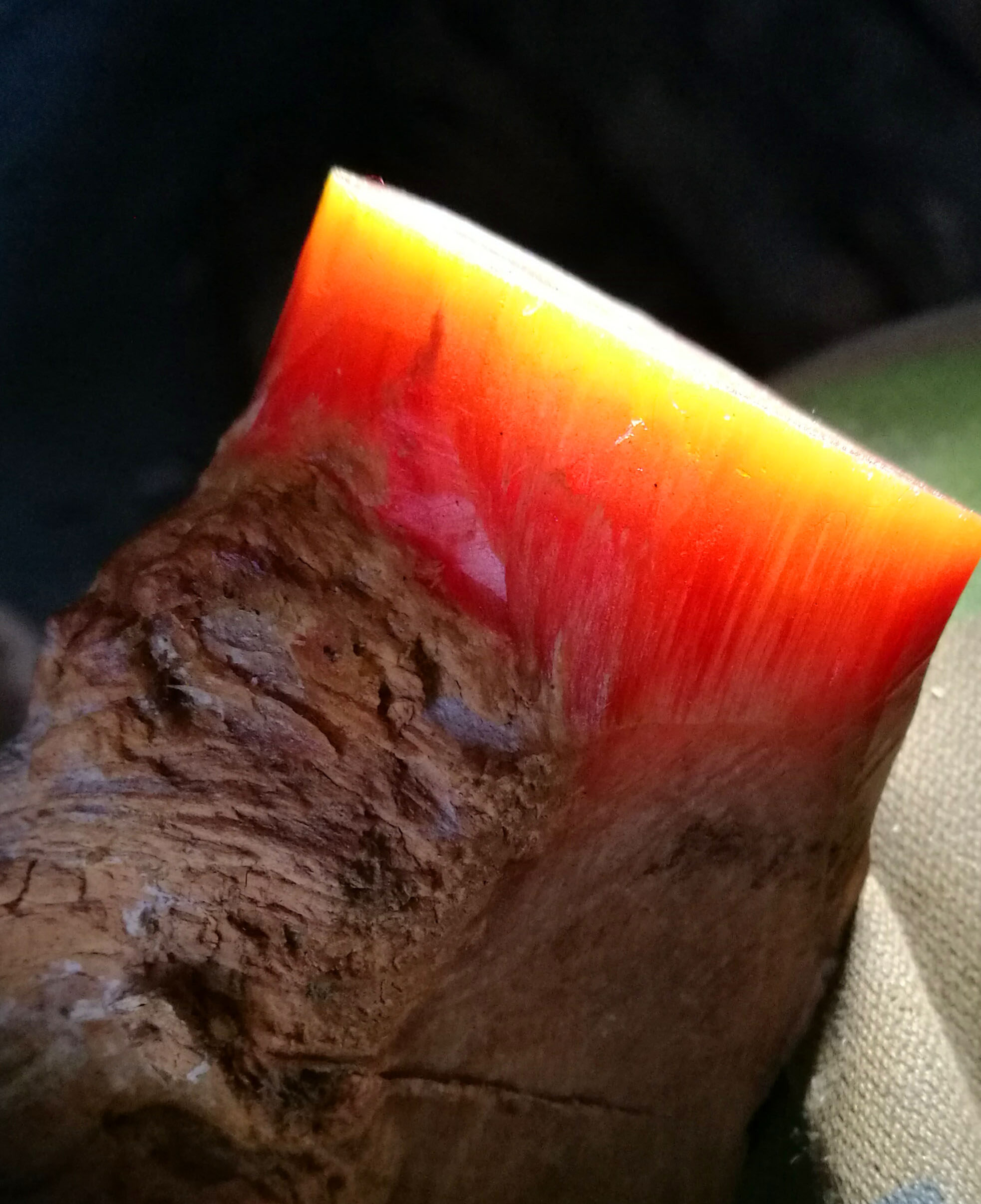 长白山琥珀木松明子松丁料北沉香料松钉手串雕刻料