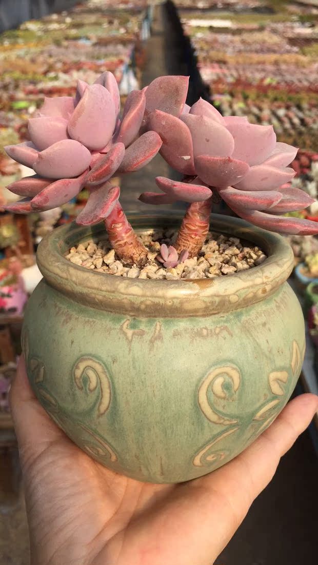 黛比超级粉老桩实物拍摄一物一拍