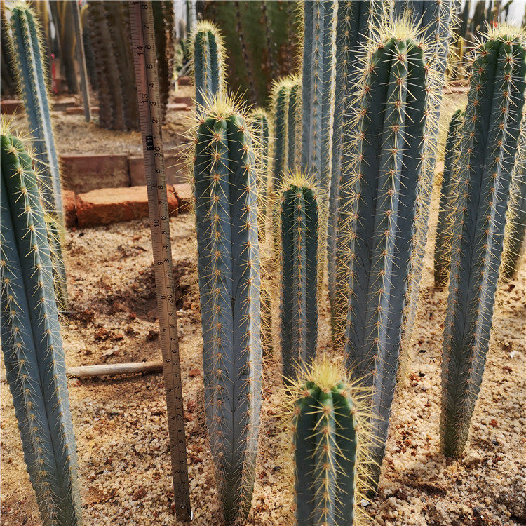 福建漳州实生蓝衣柱实生金青阁蓝衣柱仙人柱蓝柱沙生植物1040cm仙人掌