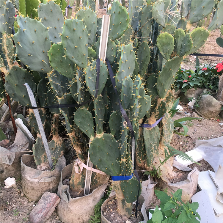 金武团扇仙人掌科 平安刺 opuntiatunamill金黄色茎扁平如扇热带