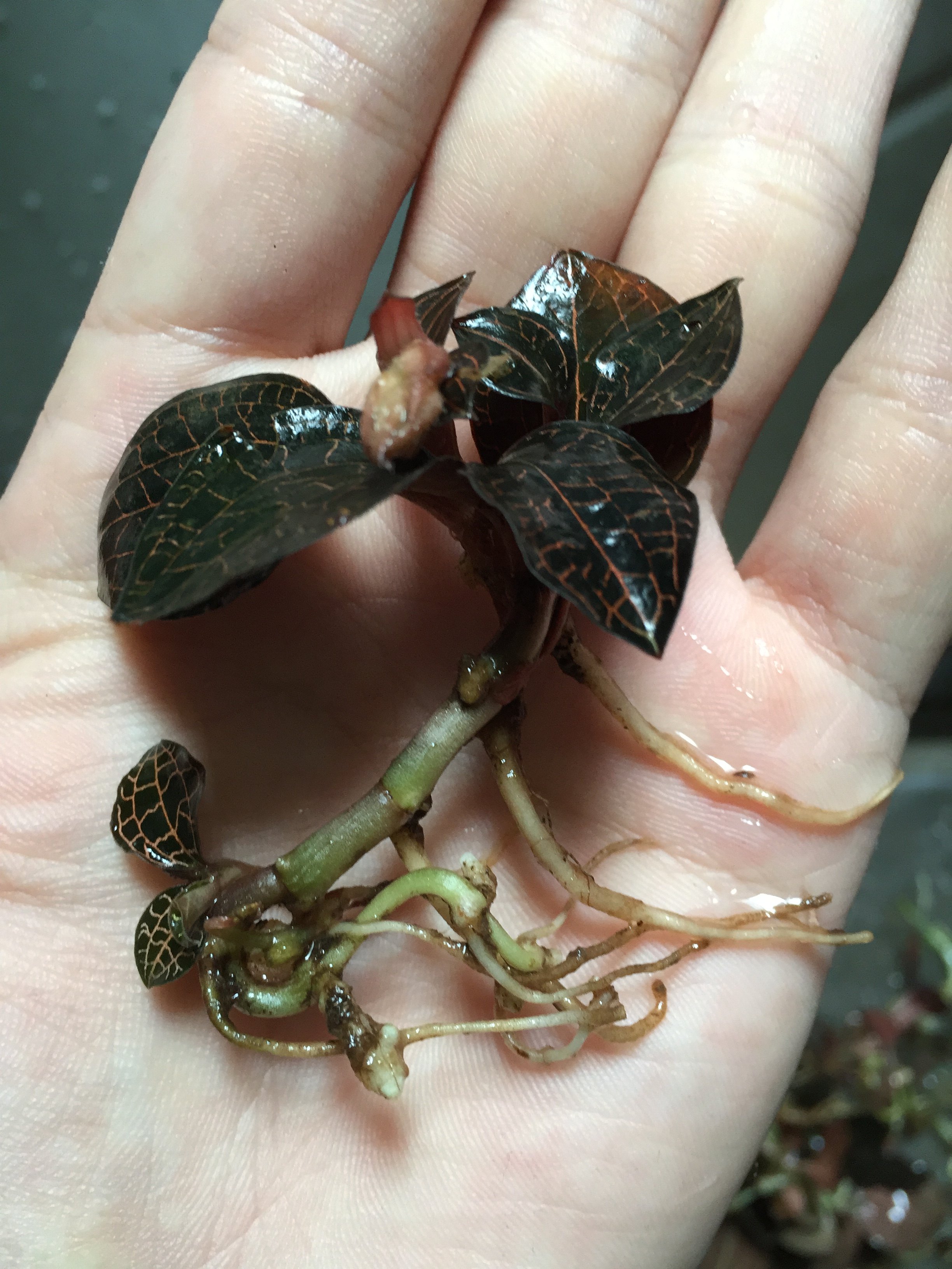 福建邵武原生态野生金线莲干品50克礼盒装