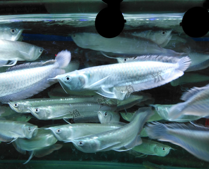 热带鱼银龙鱼活体观赏鱼风水鱼银龙鱼银带鱼活体大型鱼招财鱼活体_双