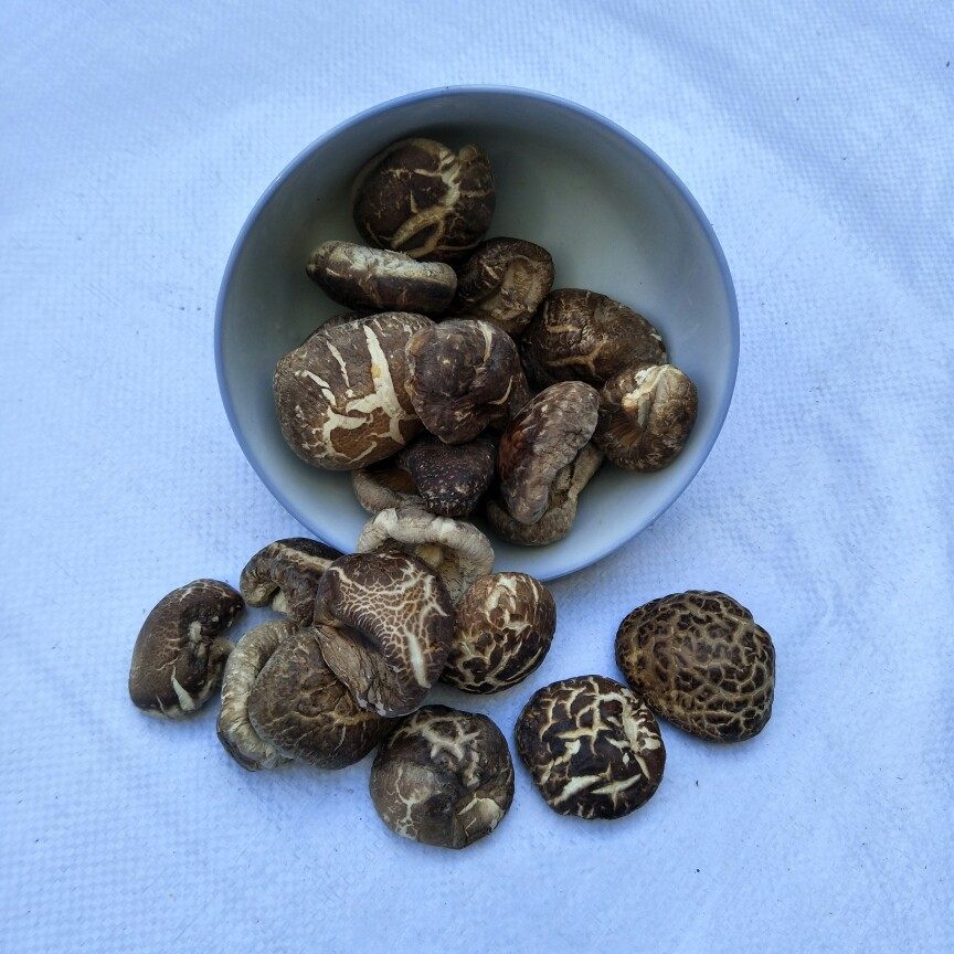 包邮剪脚秋栽香菇土特产新鲜干货泌阳香菇农家茶花菇500g 产品简介