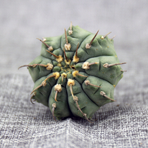 A multiflesh plant is a spring and autumn pot that is seen as a real strain