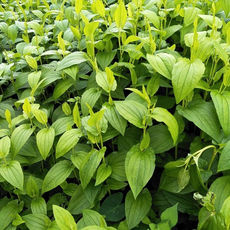 新鲜三白草根现挖白莲藕水木通白面姑三白根中草药500g生水莲藕_双氙