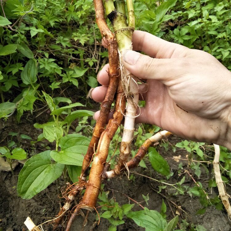 新鲜三白草根现挖白莲藕水木通白面姑三白根中草药500g生水莲藕_双氙