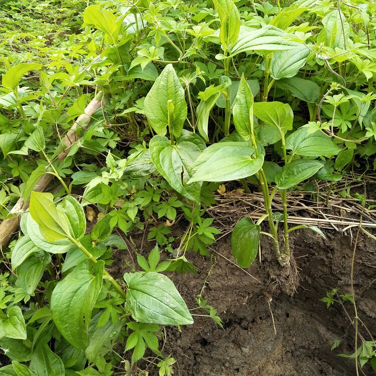 新鲜三白草根现挖白莲藕水木通白面姑三白根中草药500g生水莲藕_双氙