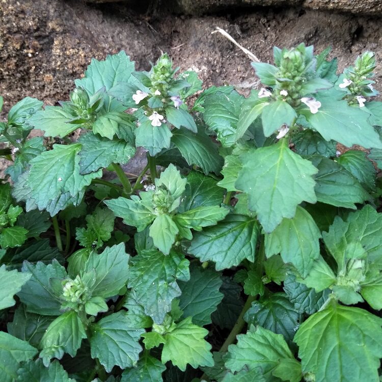新鲜白毛夏枯草500g野生筋骨草散血草破血丹退血苦地胆白头翁草药