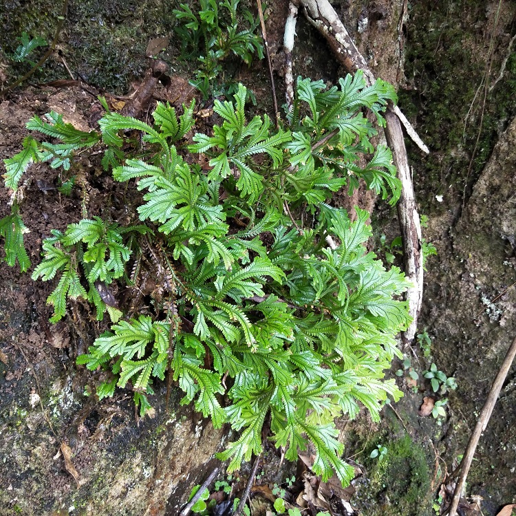 野生石上柏中草药500g龙鳞草地侧柏梭罗草深绿卷柏金龙草地梭罗_双氙