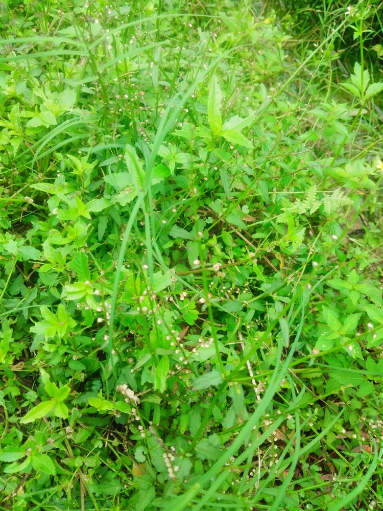野生半枝莲新鲜现采四条棱500g四方草并头草赶山鞭可配白花蛇舌草