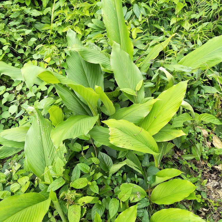 中药材新鲜毛姜黄野生宝鼎香黄丝郁金川毫命郁金黄姜2斤咖哩料理