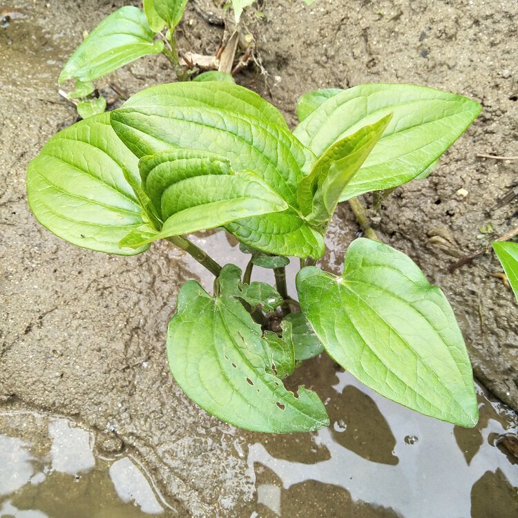 新鲜三白草根现挖白莲藕水木通白面姑三白根中草药500g生水莲藕_双氙