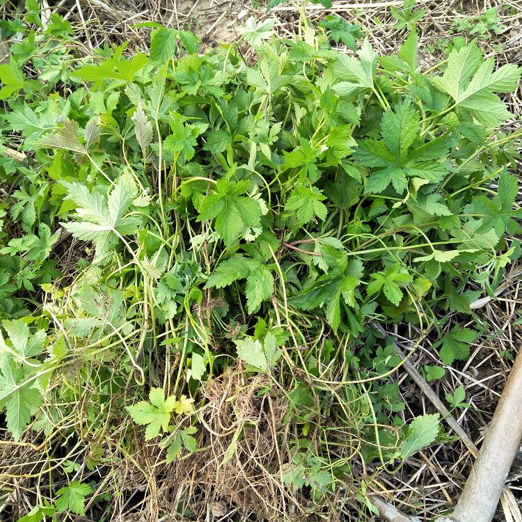 中草药野生新鲜拉拉秧葎草刺藤割人藤五爪龙现摘发货多省500g包邮_双