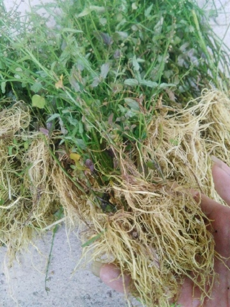 野生半枝莲新鲜现采四条棱500g四方草并头草赶山鞭可配白花蛇舌草