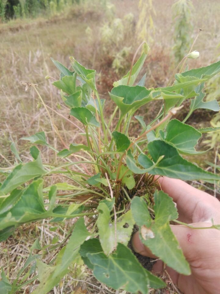 正宗野生犁头草新鲜中草药紫花地丁铧头草犁嘴草玉如意草500g包邮