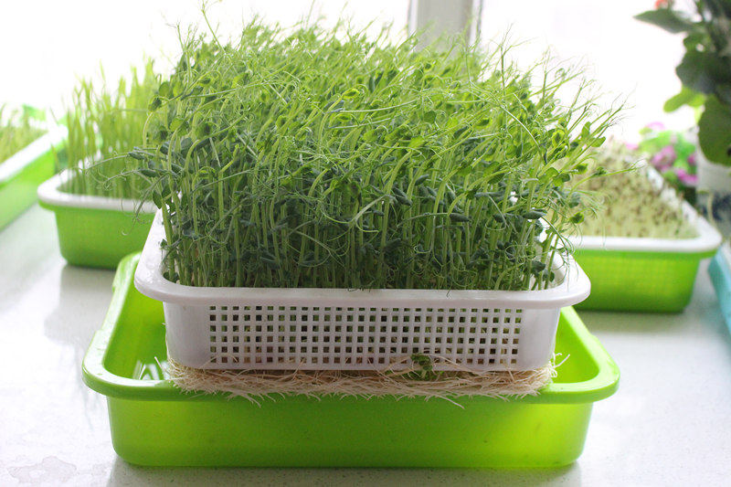 阳台种菜盆塑料豆芽菜育苗盘无土栽培水培蔬菜发芽盆芽苗菜带盖盆