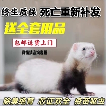 Video selection pet ferrets live ferret larvae Cubs baby living things dormitory lazy people good to raise cute pet Marshel