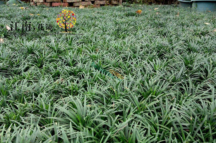 耐寒耐阴地被花卉植物玉龙草草皮矮麦冬草庭院别墅常绿草坪铺地