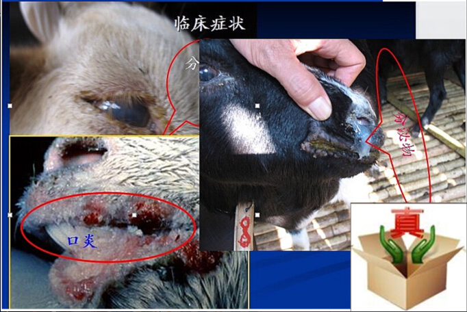 小反刍兽疫活疫苗疫苗血清新疆天康