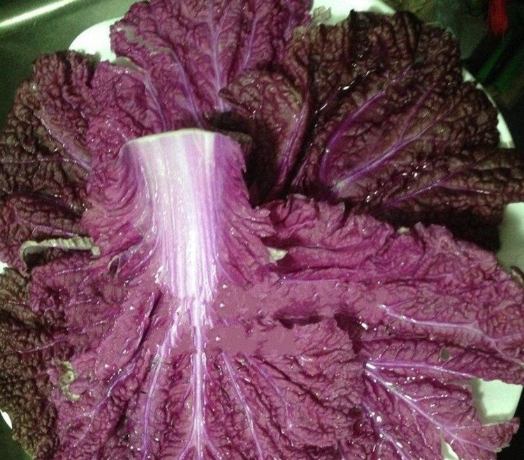 一代杂交紫色大白菜品种,外叶子紫色,内叶子鲜红紫色,球形直筒型