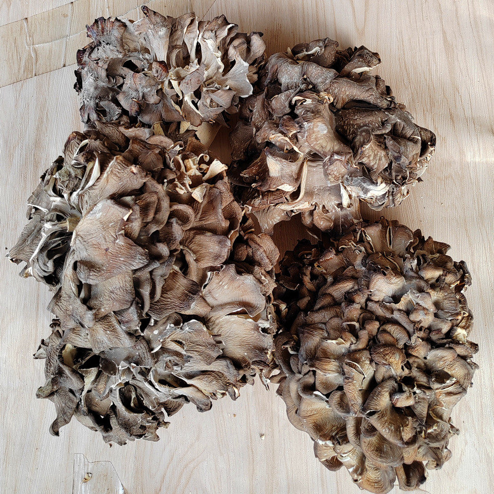 高山灰树花干货舞茸菌栗蘑菇云南楚雄土特产口感脆嫩含多糖营养好