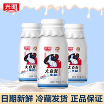 Light Great White Rabbit Milk Bottled Cows Milk Drink Milk Sugar Flavored Drink 250ml Breakfast Nutraceutical Red Milk