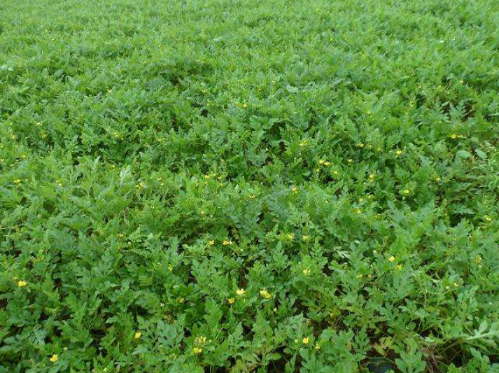 江西信丰红瓜子特产大粒西瓜子散装农家新货熟的原味生的水煮500g