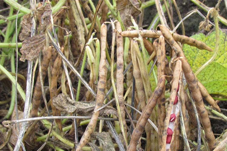 15年新山西特产农家自种五谷杂粮有机补气养血红小豆粗粮赤小豆