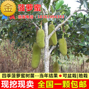 卓盛果树苗 当年结果 南方北方种植 四季菠萝蜜