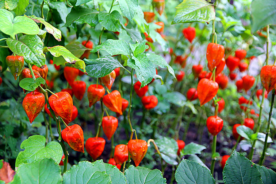 红菇娘的功效与作用(红姑娘泡水喝的正确方法)