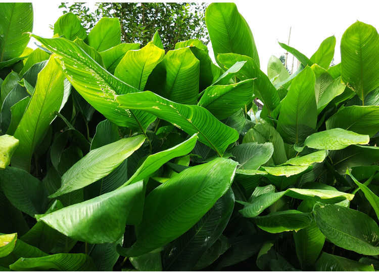 广西特产野生大粽叶免邮新鲜纯天然大冬叶现摘现发粽叶子20张40张