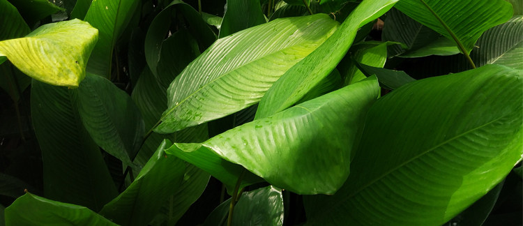 广西特产野生大粽叶免邮新鲜纯天然大冬叶现摘现发粽叶子20张40张