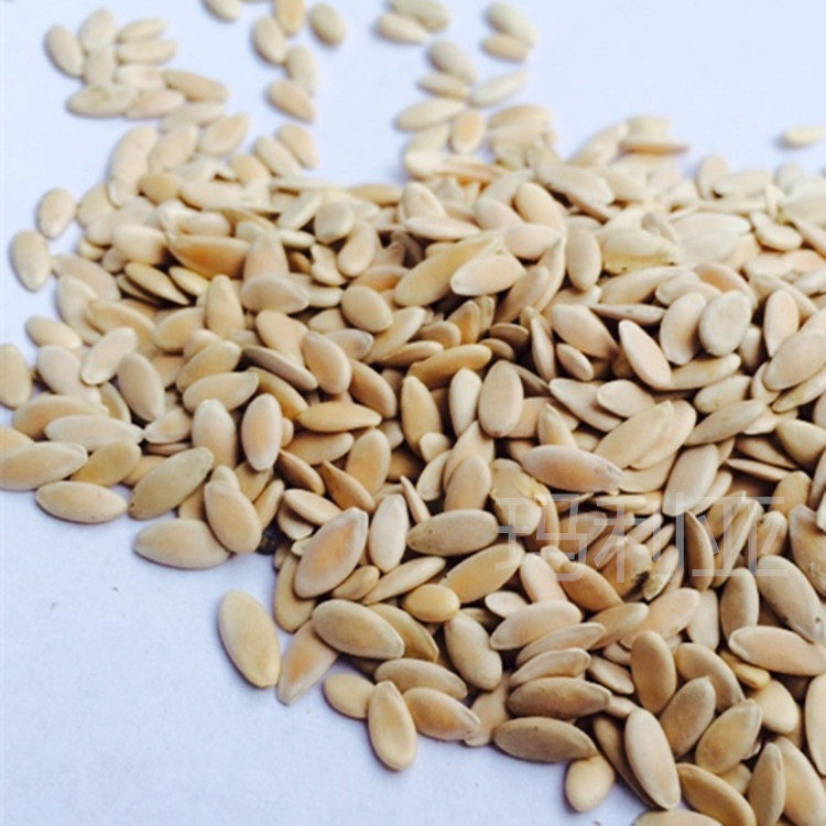 元首甜瓜子散装中药材香瓜籽子粉 甜瓜种子500g批发2斤包邮甜瓜蒂