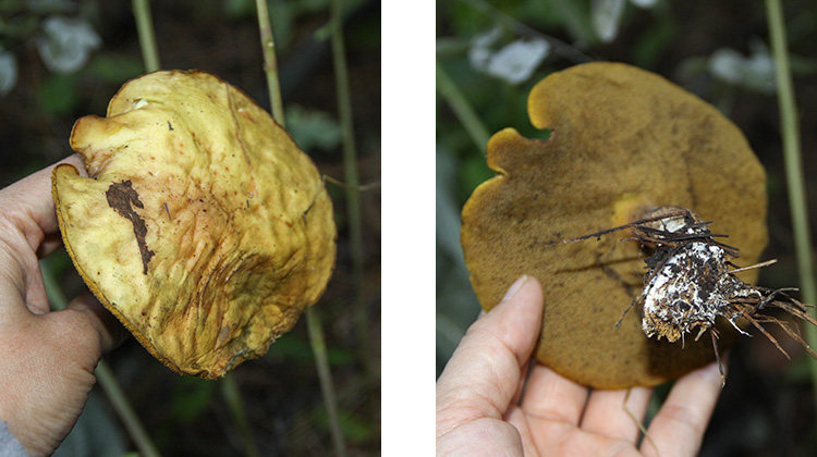 新货东北特产野生松蘑菇松菇粘蛾子松蛾粘团子精选无根干货250g