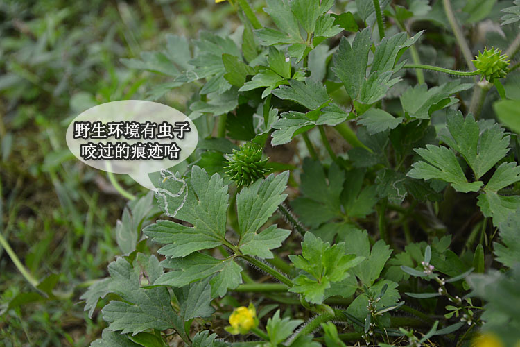 新鲜毛茛 老虎脚迹 五虎草 鸭脚板 起泡菜野生中药材250g包邮