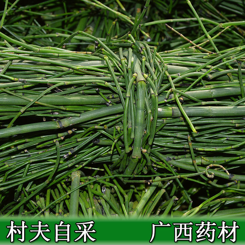 新鲜节节草 木贼草 笔杆草 笔筒草 野生中药材500g满5件包邮