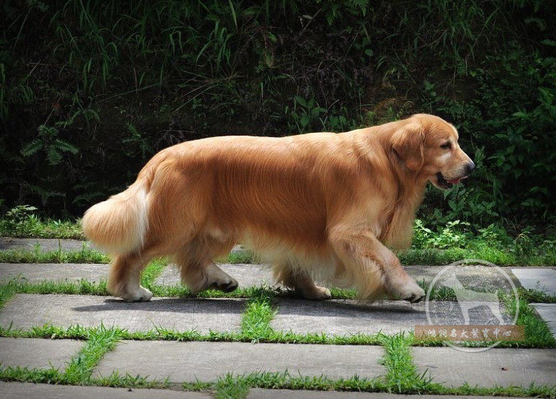 金毛犬幼犬出售 大型纯种巡回猎犬宠物狗 北京可上门挑选狗狗a14