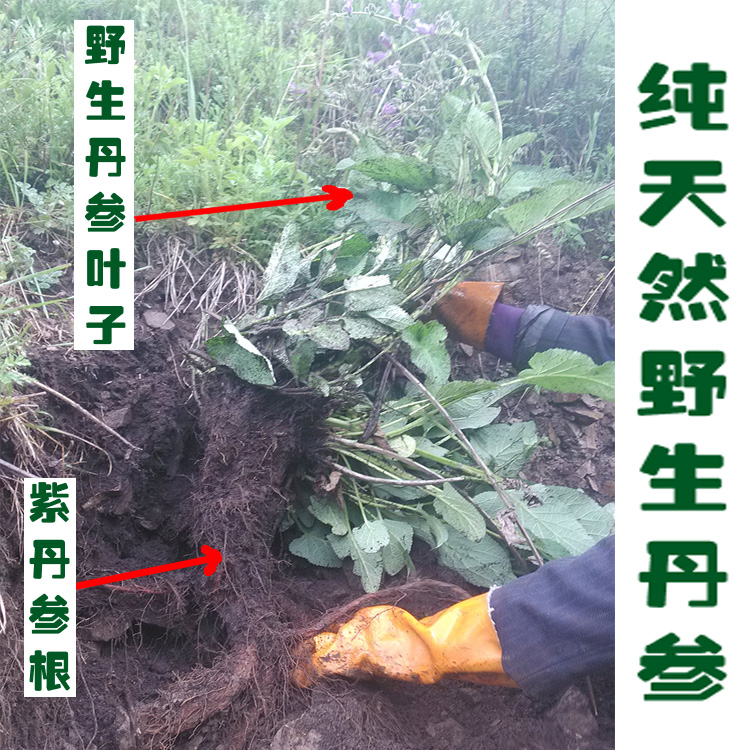 农家人野山挖新货天然纯野生丹参500克包邮 野生紫丹参片磨丹参粉_7折