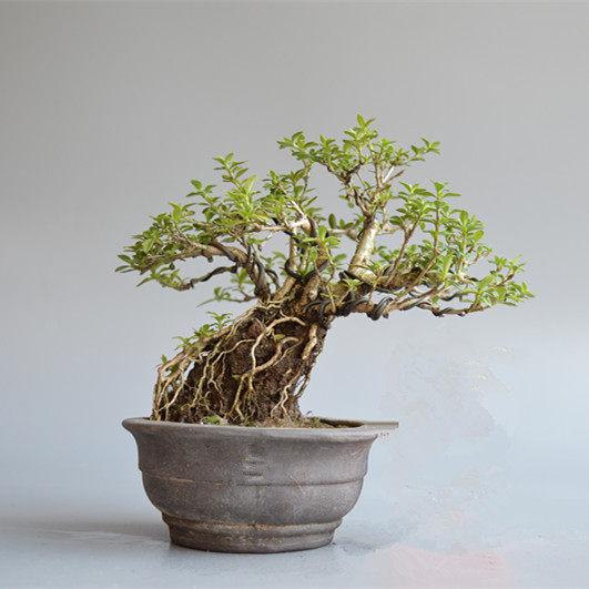 六月雪盆景盆栽 重瓣六月雪微型迷你型小盆景苗树桩实物特价老桩_7折