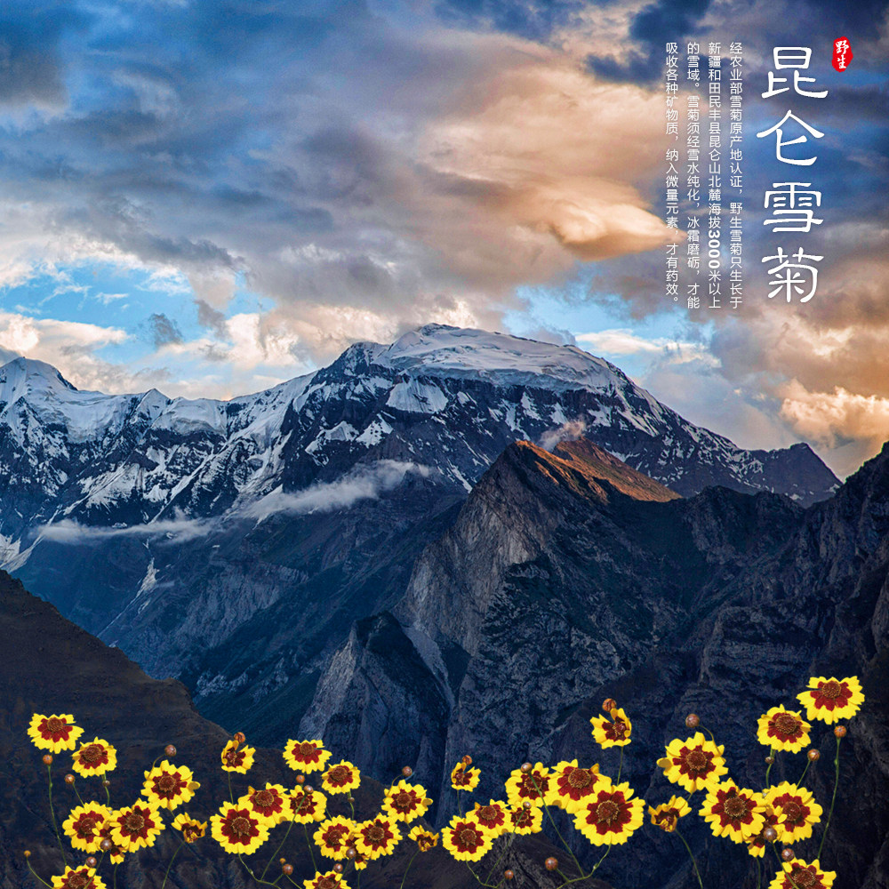 昆仑雪菊和胎菊的区别和功效?