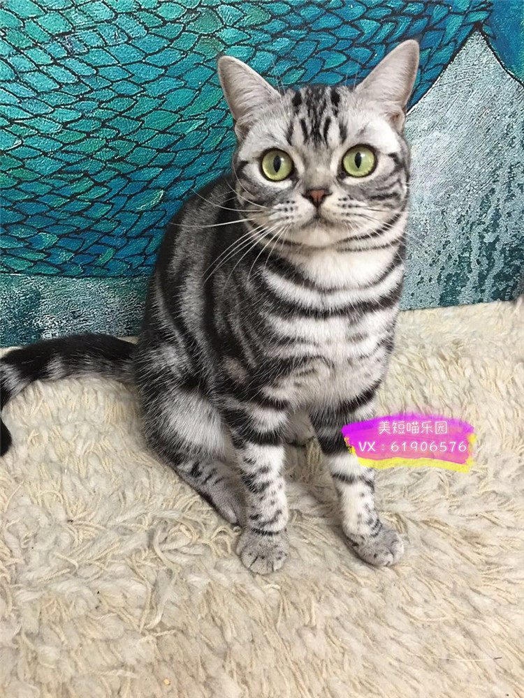 美短喵乐园 cfa美短银虎斑种母 美短猫短毛猫起司活体猫咪