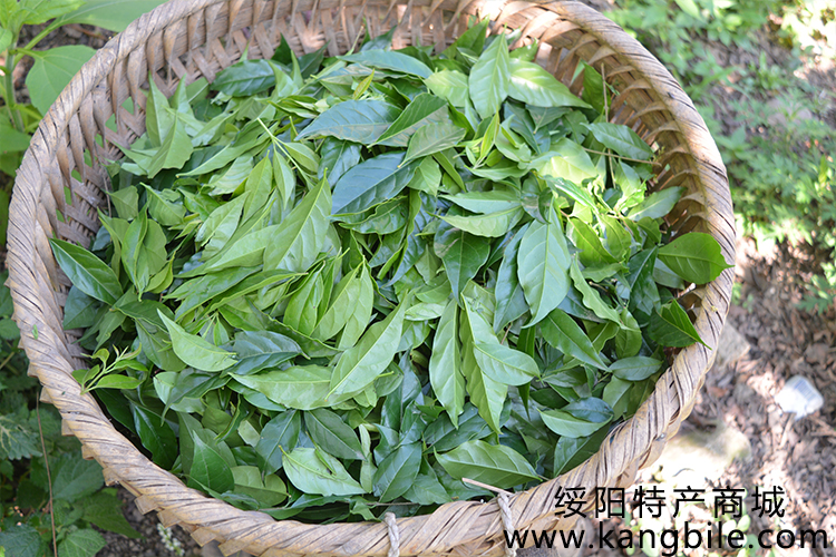 贵州黔农奉发酵小叶苦丁茶野生大叶子茶叶花草茶微苦回甘非毛冬青
