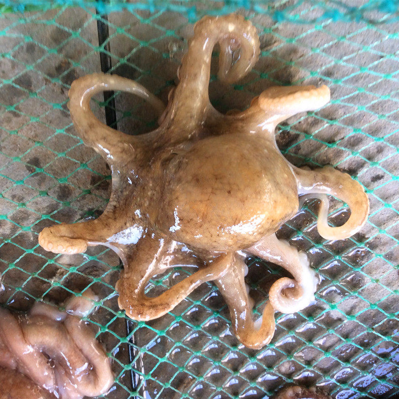 海鲜鲜活水产 小章鱼八爪鱼活章鱼小八代 生吃品质3斤包邮 250g_双氙