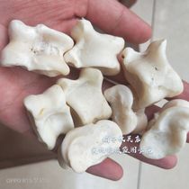 Real Bone Sheep Inflection Goat Gallaha Inner Mongolia Great Grassland Real Sheep Bone Head Childhood Memories Collection of Feelings Toys