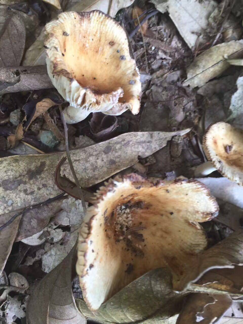 你不知道的野生菌---野生梨菇