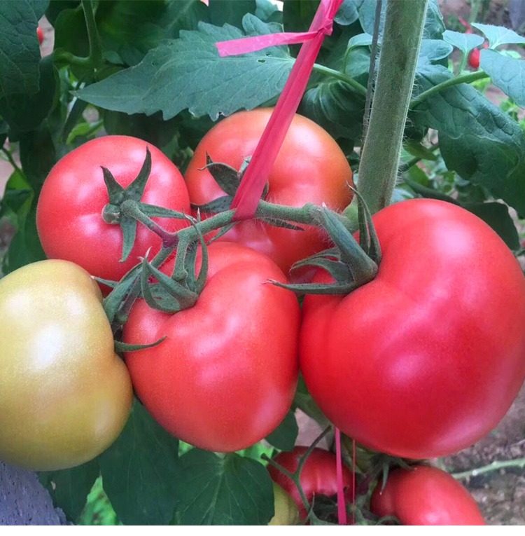 西红柿种子荷兰进口番茄种籽耐寒早熟大果品种超群968包邮