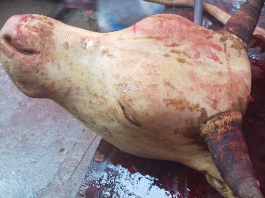 黄牛头新鲜生牛头农家放养土黄牛牛头去毛黄牛牛头18斤左右包邮