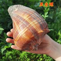 Natural black snail Cono big conch striped Cono snail hermit crab change Shell aquarium fish tank set fish nest to avoid