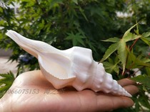 Natural conch long tail spindle snail white red spiral conch collection ornamental aquarium set Photography